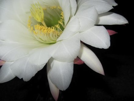 Night Blooming Cereus Gallery