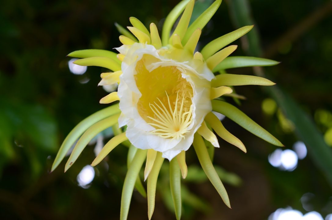 Night Blooming Cereus HD