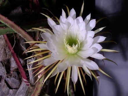 Night Blooming Cereus HQ Wallpapers