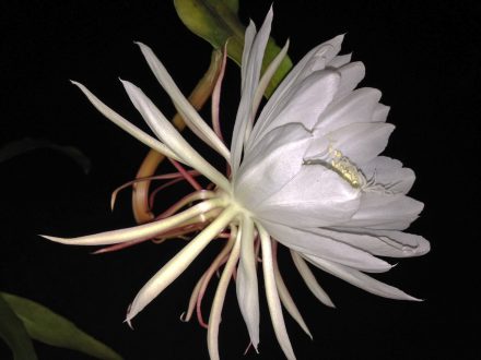 Night Blooming Cereus High Definition