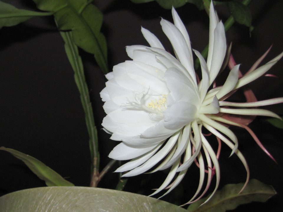 Night Blooming Cereus Laptop Wallpapers