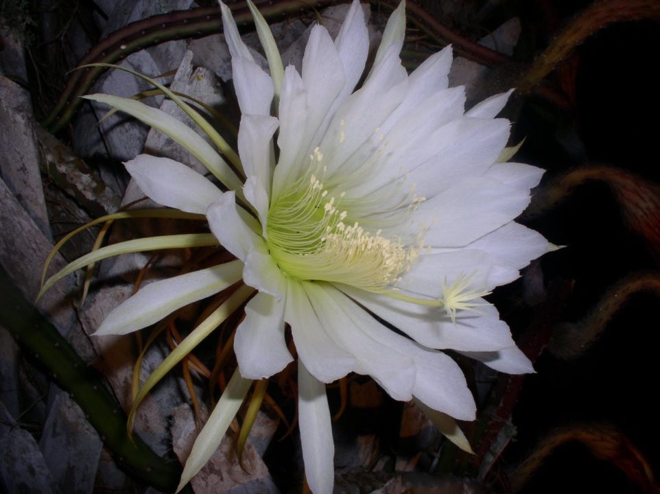 Night Blooming Cereus PC Wallpapers