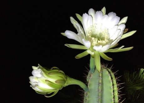 Night Blooming Cereus Photo Gallery
