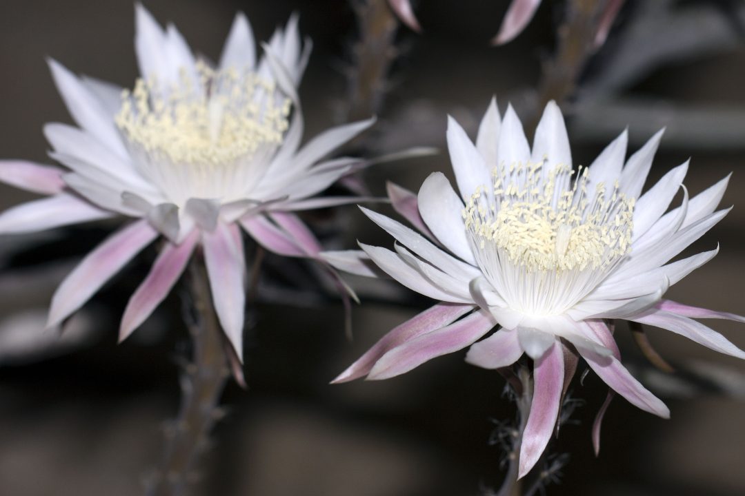 Night Blooming Cereus Photos