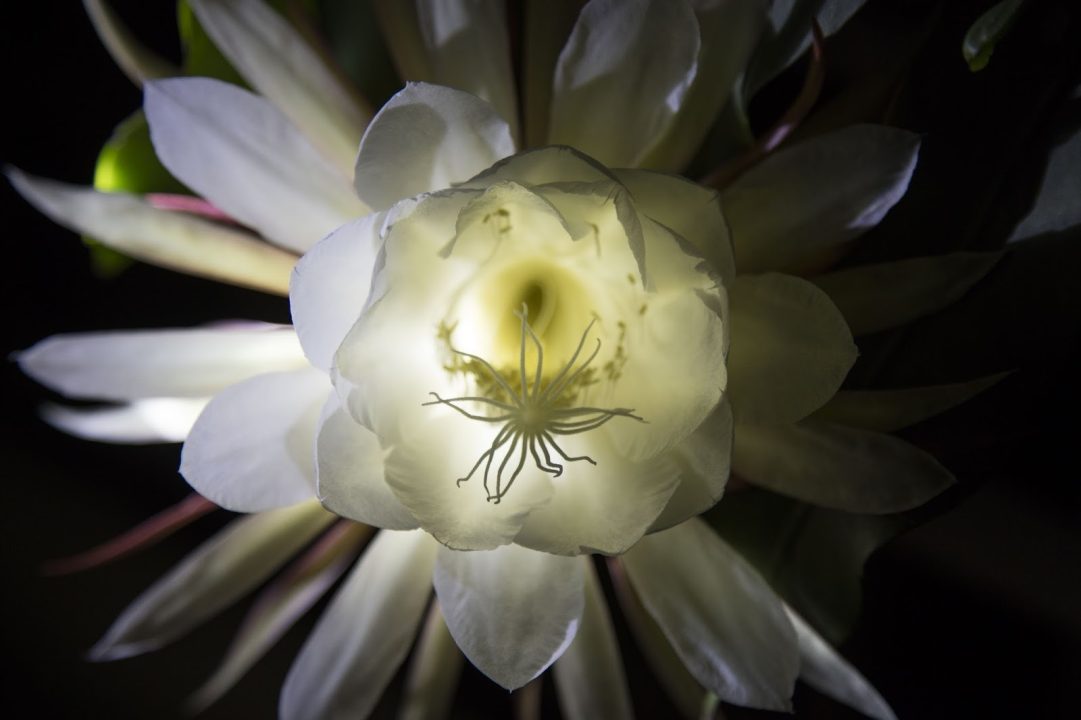 Night Blooming Cereus Pics