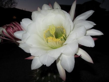 Night Blooming Cereus Pictures