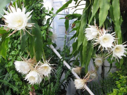 Night Blooming Cereus Wallpapers