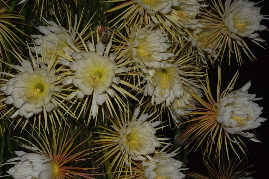 Night Blooming Cereus images