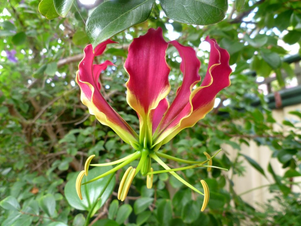 Pictures of Flame Lily