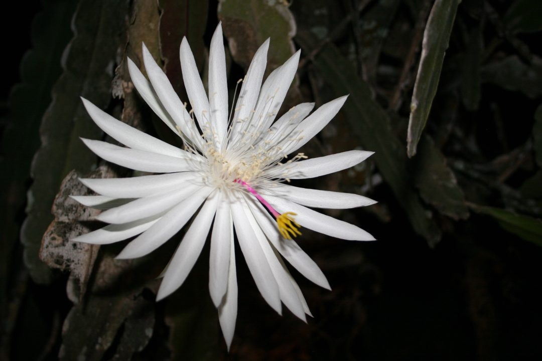 Pictures of Night Blooming Cereus