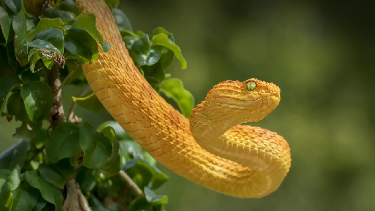 Snake Background images