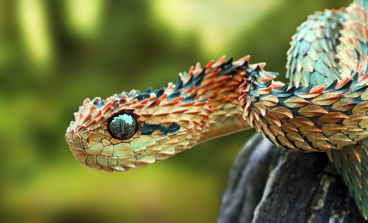 Snake High Quality Wallpapers