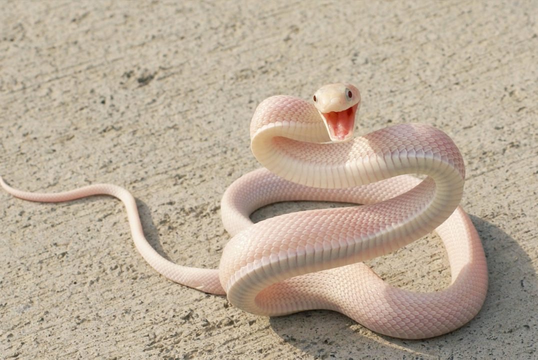 Snake Pictures