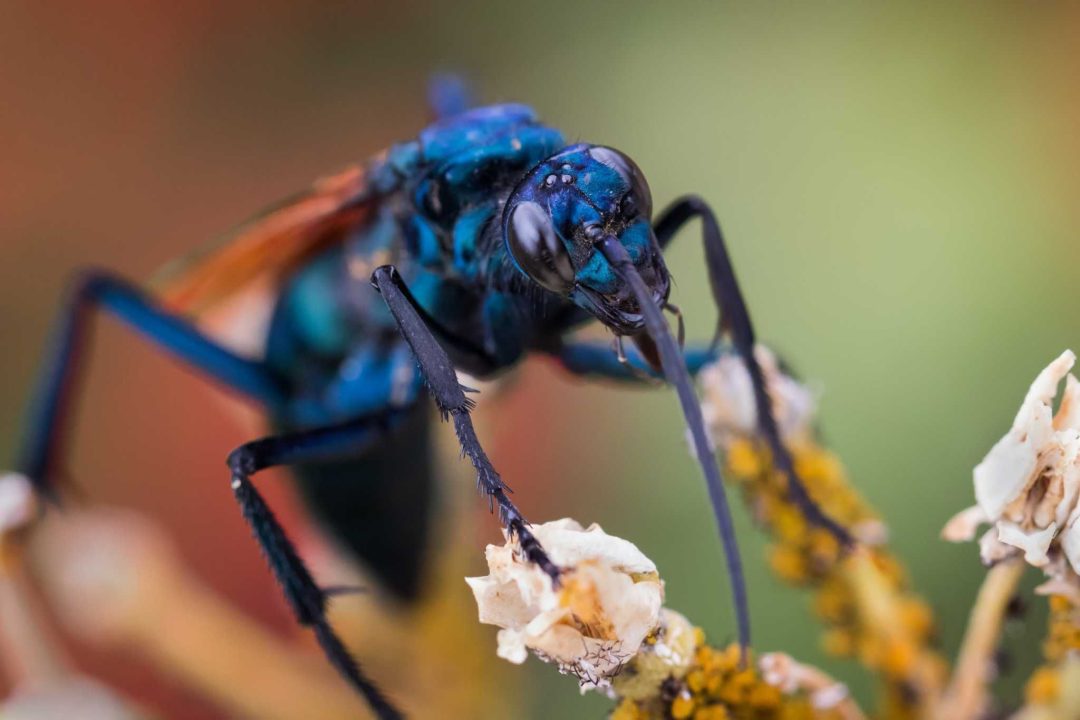 Tarantula Hawk