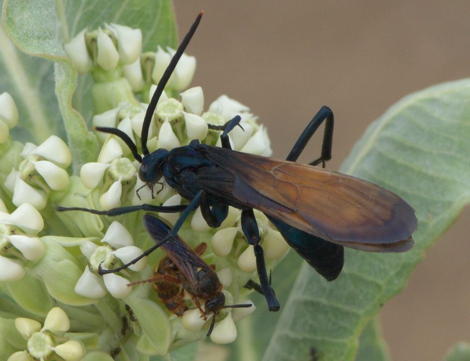 Tarantula Hawk Background images