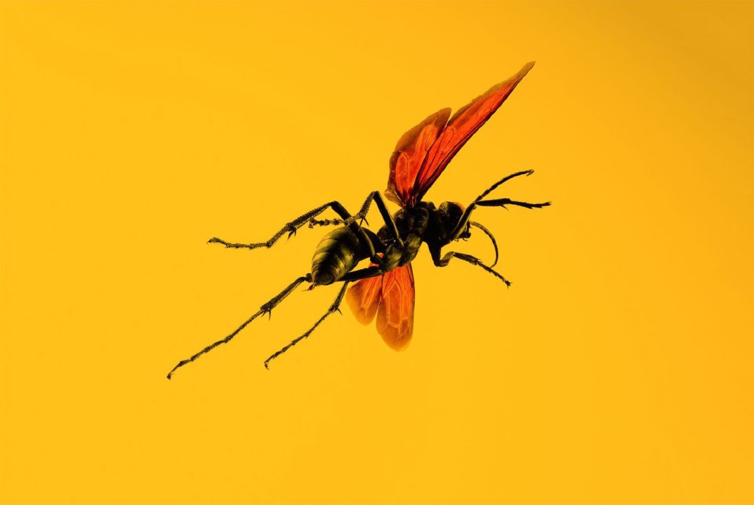 Tarantula Hawk Computer Wallpapers