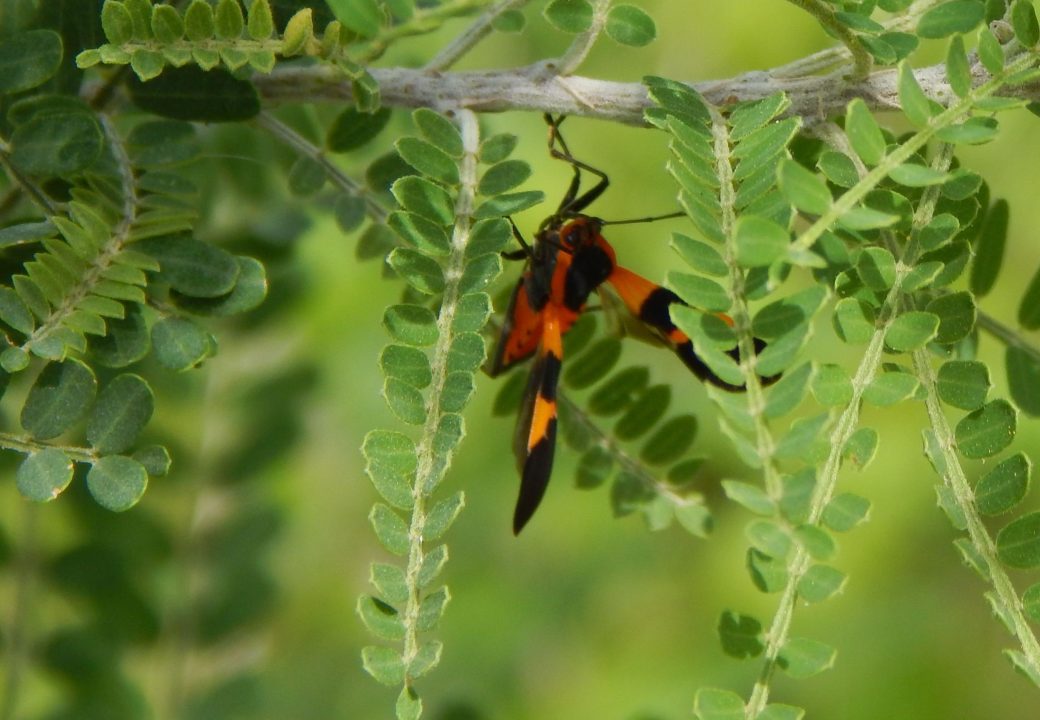 Tarantula Hawk Desktop Wallpapers