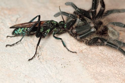 Tarantula Hawk Gallery