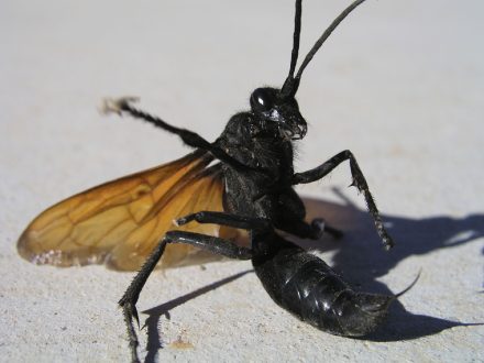 Tarantula Hawk HD Wallpapers