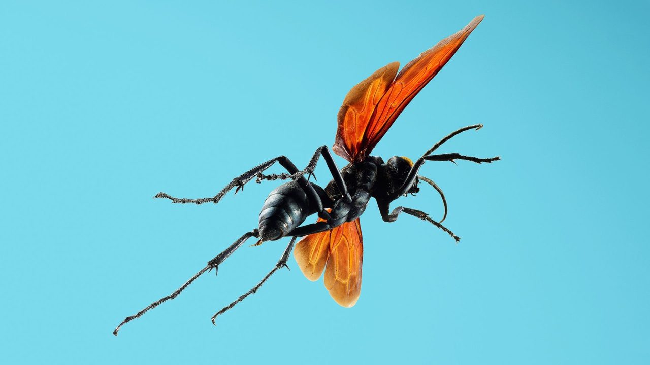 Tarantula Hawk High Definition Wallpapers