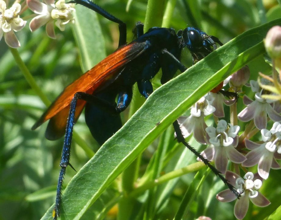 Tarantula Hawk PC Wallpapers