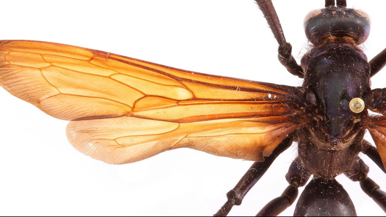 Tarantula Hawk Pics