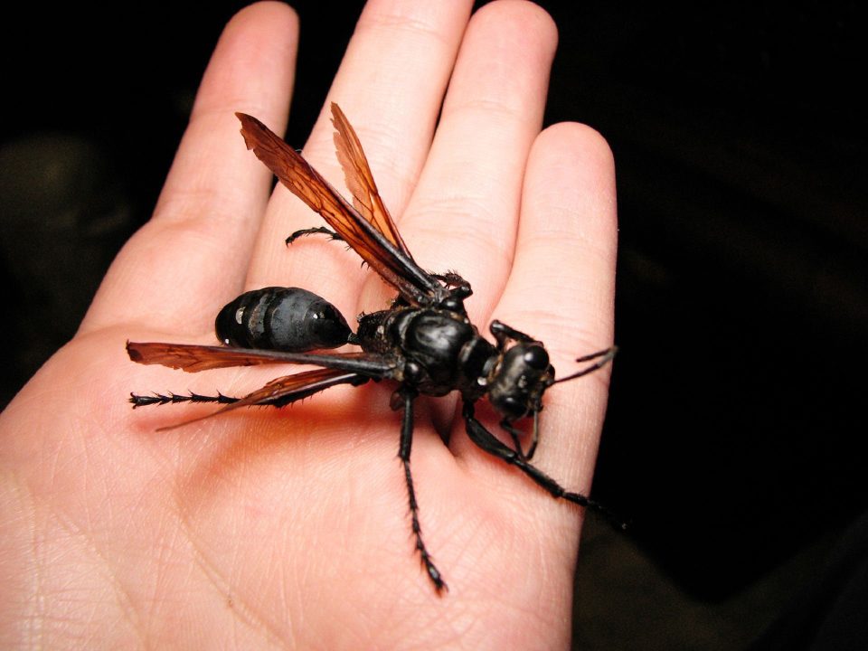 Tarantula Hawk Pictures