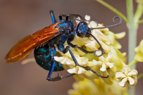 Tarantula Hawk Wallpapers