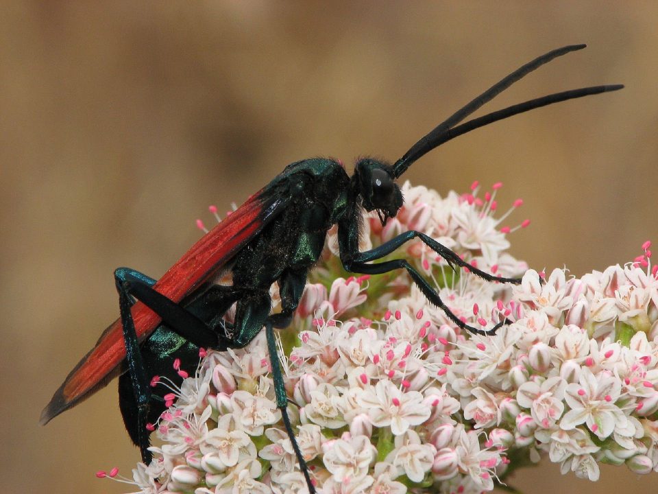 Tarantula Hawk Wallpapers for Laptop