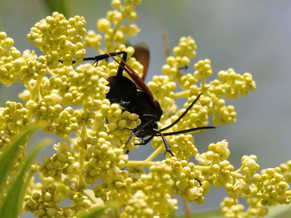 Tarantula Hawk Windows Wallpapers