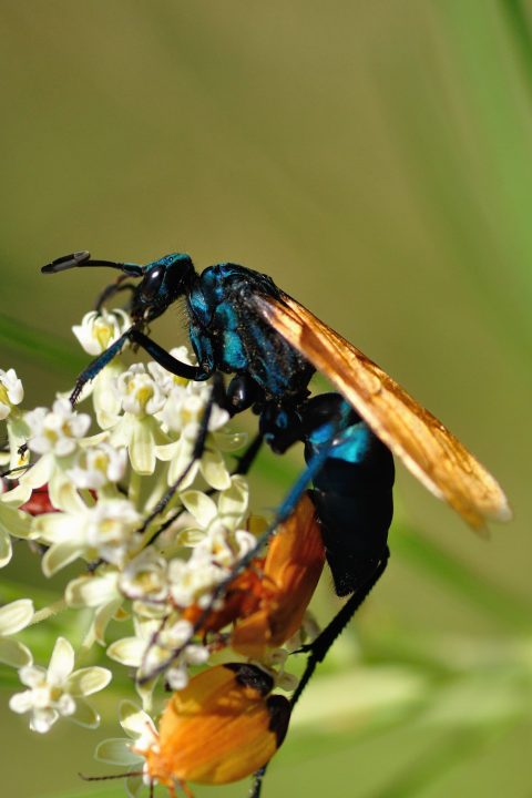 Tarantula Hawk iphone Wallpapers