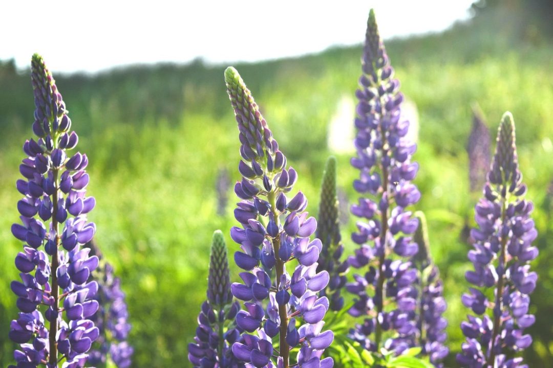 Wild Lupine