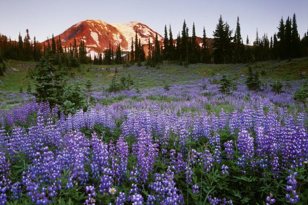 Wild Lupine Computer Wallpapers