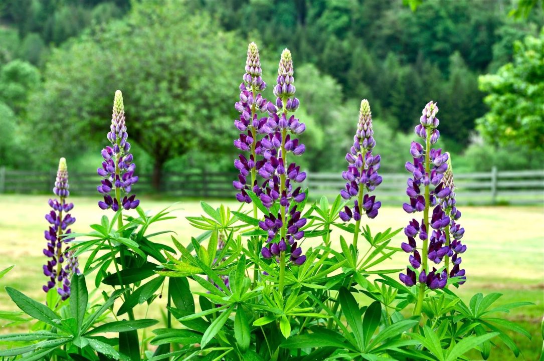 Wild Lupine Desktop images