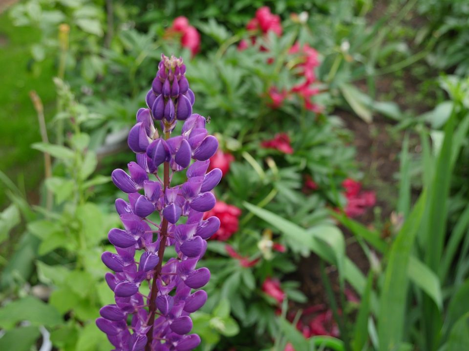 Wild Lupine Laptop Wallpapers