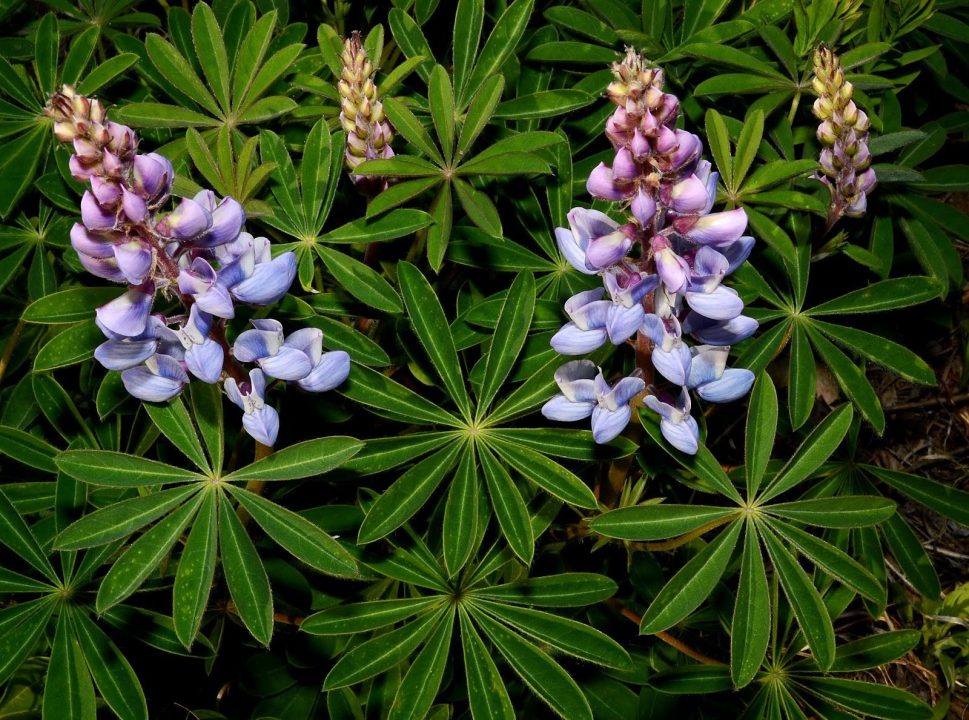 Wild Lupine Photos