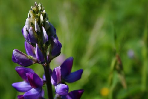 Wild Lupine Wallpapers for PC