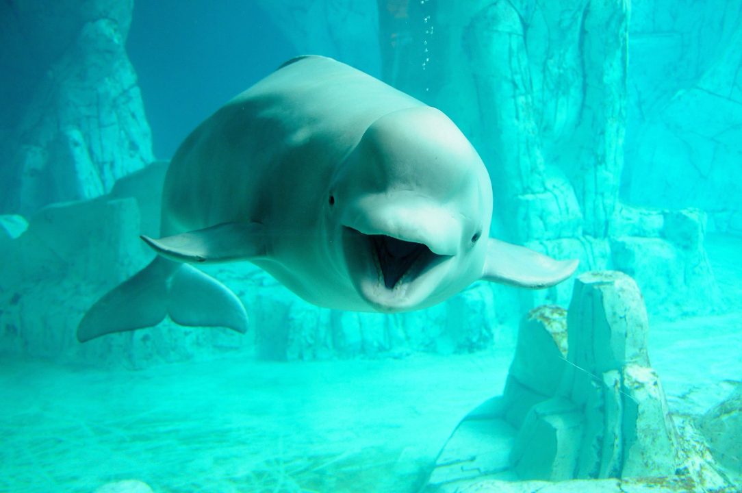 Beluga Whale