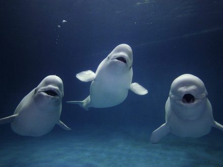 Beluga Whale Background images