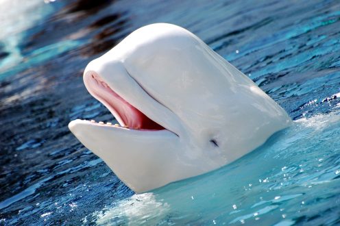 Beluga Whale Computer Wallpapers