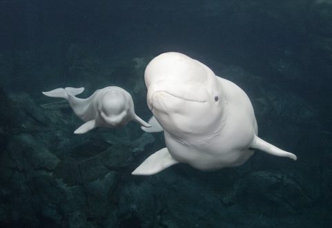 Beluga Whale Desktop