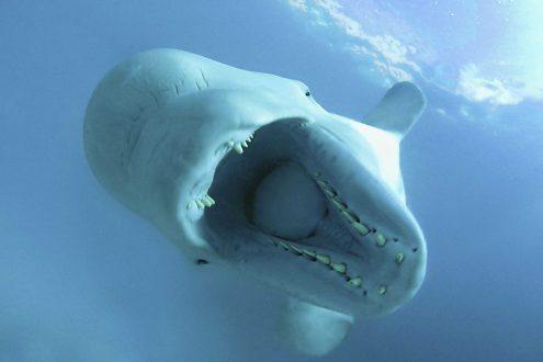 Beluga Whale Gallery