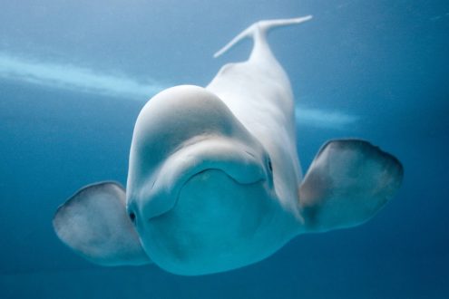 Beluga Whale HQ Wallpapers