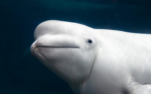 Beluga Whale High Definition Wallpapers