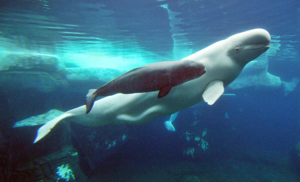 Beluga Whale PC Wallpapers