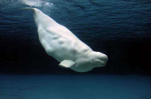 Beluga Whale Photo Gallery