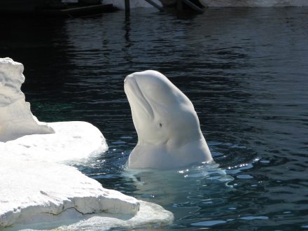 Beluga Whale Photos