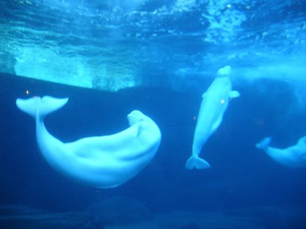 Beluga Whale Pics