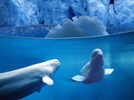 Beluga Whale Pictures