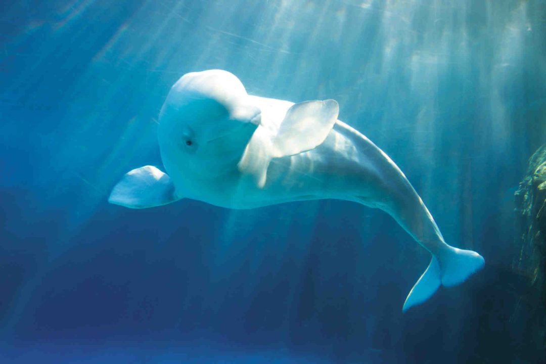 Beluga Whale Wallpapers